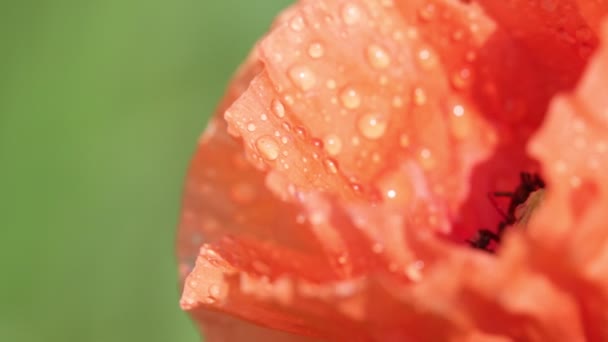 One Beautiful Red Poppy Flower Field — Stock Video