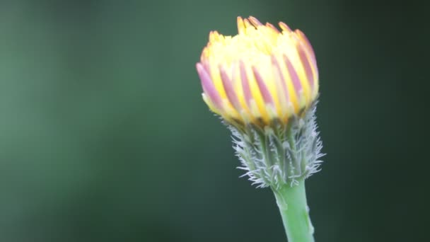 Primer Plano Cierre Flor Diente León Amarillo Moviéndose Por Viento — Vídeo de stock