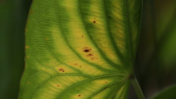 vue rapprochée de la feuille vert flou dans le vent, fond abstrait et lumière 