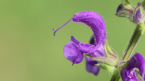 在多风的天气里 在绿色背景上移动的紫罗兰色的花朵 — 图库视频影像