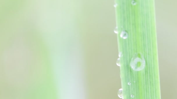 Close Van Gras Met Waterdruppels Onscherpe Achtergrond — Stockvideo