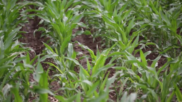 Enfoque Selectivo Verde Hermoso Campo Maíz Granja Campo — Vídeos de Stock