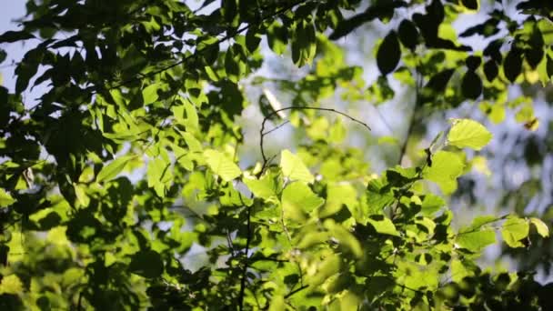 公园里有绿叶随风移动的树 — 图库视频影像