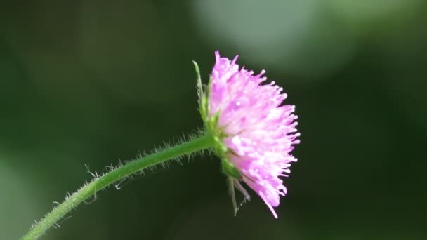 Une Fleur Violette Déplaçant Par Temps Venteux Sur Fond Vert — Video