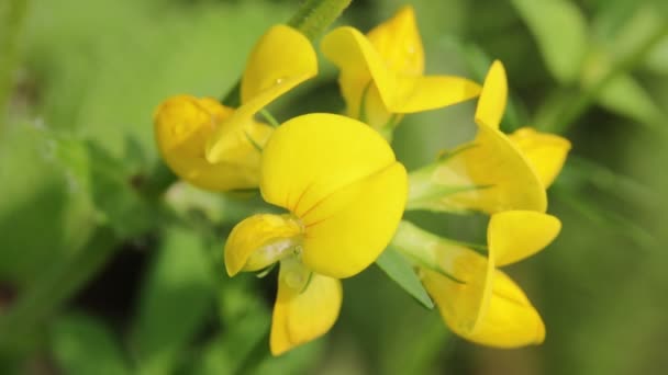 Κίτρινα Λουλούδια Που Ανθίζουν Κινούνται Από Τον Άνεμο Πεδίο — Αρχείο Βίντεο