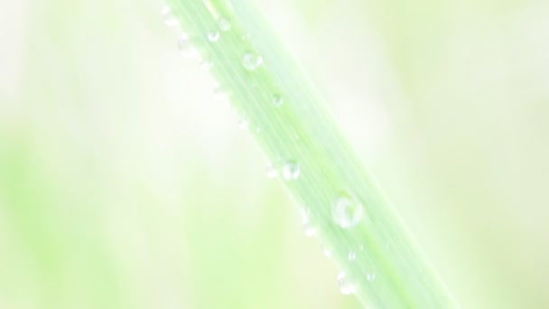 背景をぼかした写真に水滴を持つ草のクローズ アップ — ストック動画