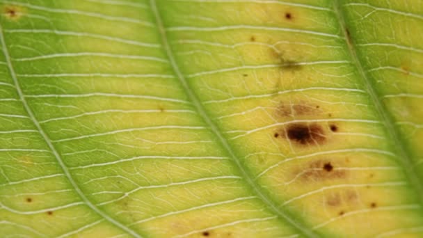 vue rapprochée de la feuille vert flou dans le vent, fond abstrait et lumière 