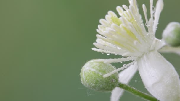 Close Van Mooie Witte Bloem Met Water Bloembladeren Verplaatsen Door — Stockvideo