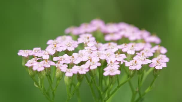 Mooie Licht Roze Bloempjes Groene Onscherpe Achtergrond — Stockvideo