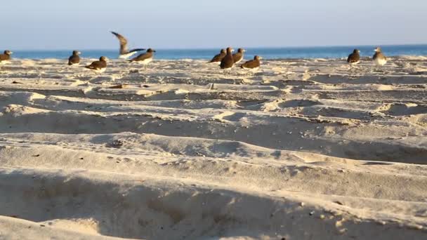 Mouettes Sur Plage Sable Près Mer Oman — Video