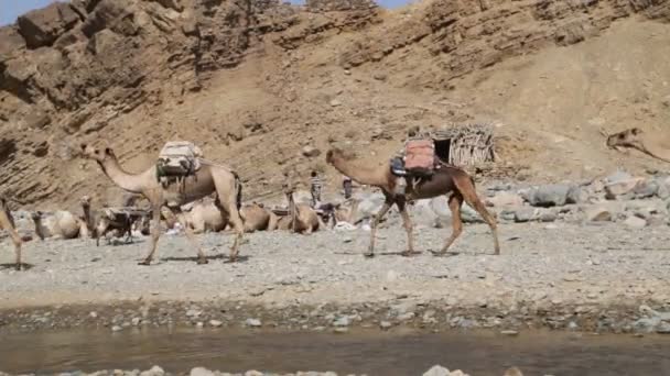 Vista Panorámica Caravana Camellos Personas Identificadas Desierto Durante Día — Vídeo de stock