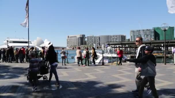 Opera House Skylines Sydney — Stock Video