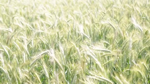 Пшениця Рухається Під Час Вітряної Погоди Полі — стокове відео