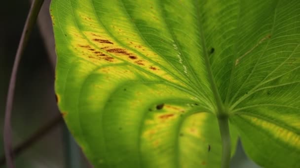 vue rapprochée de la feuille vert flou dans le vent, fond abstrait et lumière 