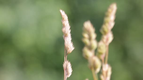 Beautiful Stems Plants Moving Windy Weather Blurred Background — Stock Video