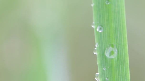 Primer Plano Hierba Con Gotas Agua Moviéndose Por Viento Sobre — Vídeos de Stock