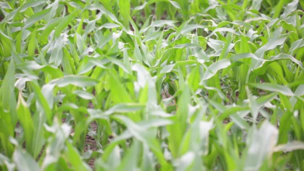 Enfoque Selectivo Verde Hermoso Campo Maíz Granja Campo — Vídeo de stock