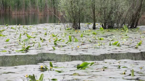 Schöner Teich Mit Ruhigem Wasser Und Grünen Bäumen Landschaftlich Reizvoller — Stockvideo