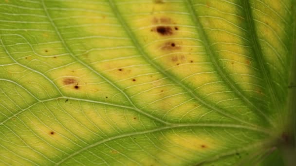 Vue Rapprochée Feuille Vert Flou Dans Vent Fond Abstrait Lumière — Video