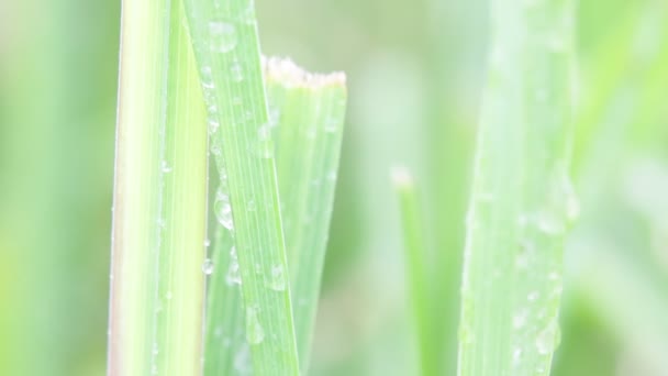 Primer Plano Hierba Con Gotas Agua Sobre Fondo Borroso — Vídeos de Stock