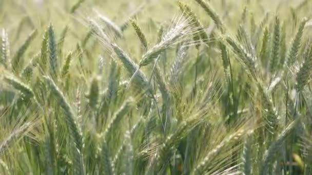 小麦のフィールドで風の強い天気の中に移動のクローズ アップ — ストック動画