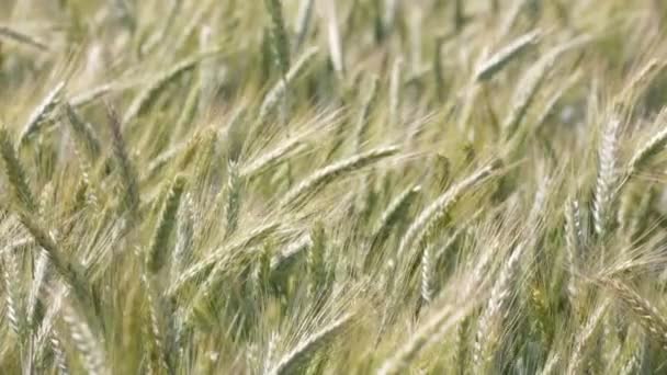 麦田在多风天气下移动的小麦 — 图库视频影像