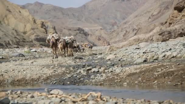 Vista Panorámica Caravana Camellos Personas Identificadas Desierto Durante Día — Vídeo de stock