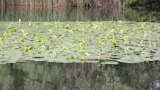 美丽的池塘与平静的水和绿色的树木 风景秀丽的自然背景 — 图库视频影像