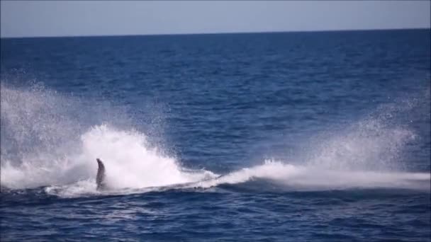 Ikan Paus Bebas Laut Seperti Konsep Kebebasan — Stok Video