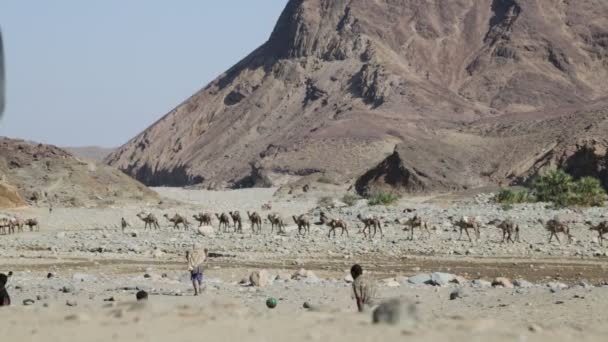 Vista Panorámica Caravana Camellos Personas Identificadas Desierto Durante Día — Vídeo de stock