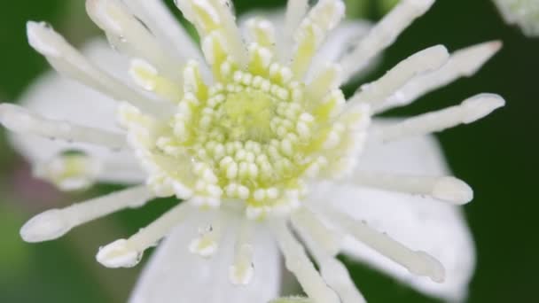 Primer Plano Hermosa Flor Blanca Con Agua Sobre Pétalos Moviéndose — Vídeo de stock
