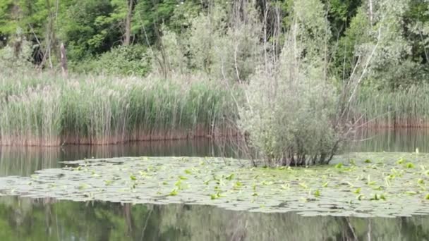 Piękne Jezioro Spokojną Wodą Zielonych Drzew Włochy — Wideo stockowe