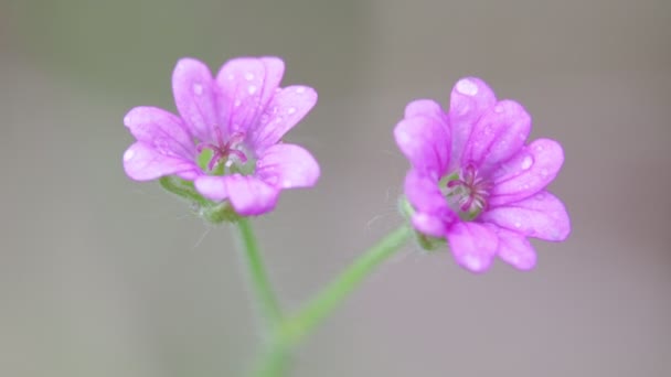 Flores Malvas Que Mueven Por Viento Aire Libre — Vídeos de Stock