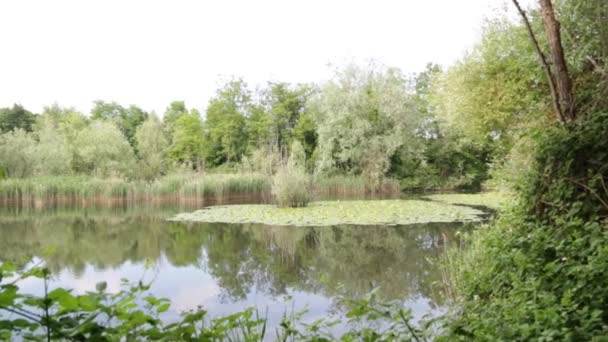 穏やかな水と緑の木々 自然の景観をバックに美しい池 — ストック動画