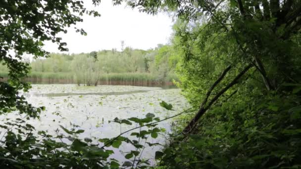 Mooie Vijver Met Kalm Water Groene Bomen Schilderachtige Natuurlijke Achtergrond — Stockvideo