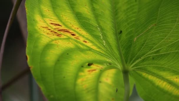 vue rapprochée de la feuille vert flou dans le vent, fond abstrait et lumière 