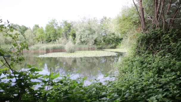 Schöner Teich Mit Ruhigem Wasser Und Grünen Bäumen Landschaftlich Reizvoller — Stockvideo