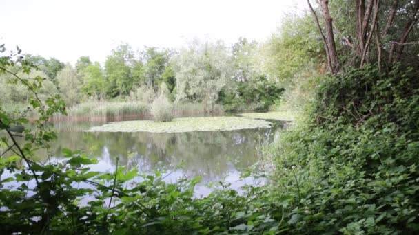 Hermoso Estanque Con Aguas Tranquilas Árboles Verdes Fondo Natural Escénico — Vídeos de Stock