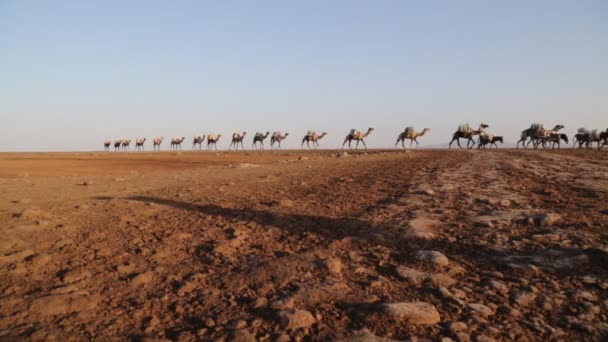 Vista Panoramica Cammelli Carovana Persone Non Identificate Nel Deserto Durante — Video Stock