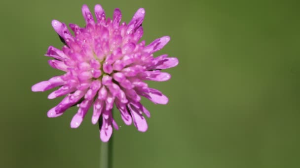 Une Fleur Violette Déplaçant Par Temps Venteux — Video