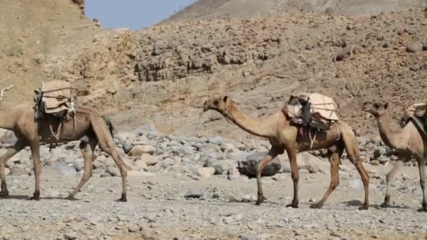 ラクダのキャラバンと昼間の砂漠で正体不明の人々 の風光明媚なビュー — ストック動画