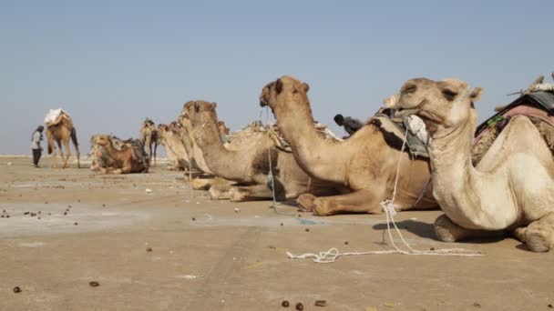 ラクダのキャラバンと昼間の砂漠で正体不明の人々 の風光明媚なビュー — ストック動画