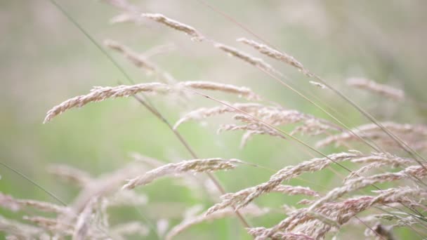Detailní Záběr Lodyh Rostlin Při Větrném Počasí Dál Rozostřeného Pozadí — Stock video