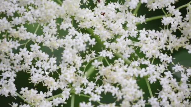 Hermosas Pequeñas Flores Blancas Árbol Caminante Moviéndose Por Viento Jardín — Vídeos de Stock