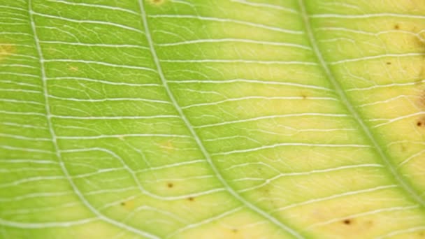 vue rapprochée de la feuille vert flou dans le vent, fond abstrait et lumière 