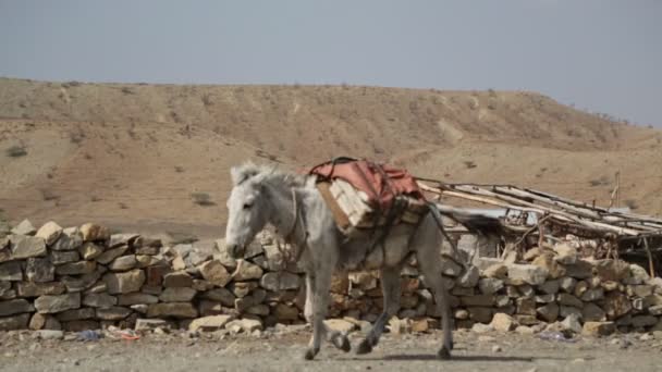 Caravana Burros Que Llevan Sal Por Carretera Rural Del Pueblo — Vídeo de stock