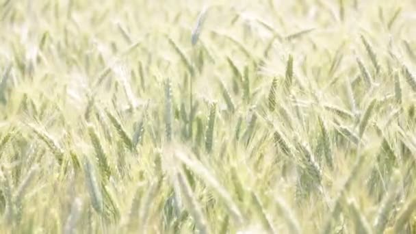 在多风的天气里在田野里移动的美丽的小麦 — 图库视频影像