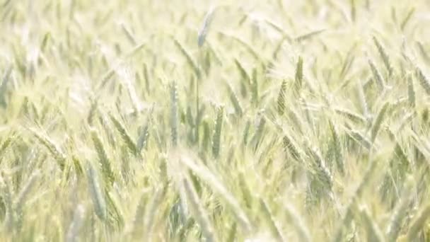 Trigo Hermoso Moviéndose Durante Tiempo Ventoso Campo — Vídeos de Stock