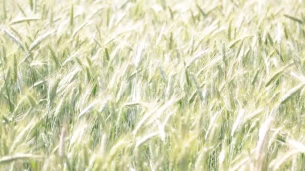 麦田多风天气下小麦移动的选择性焦点 — 图库视频影像