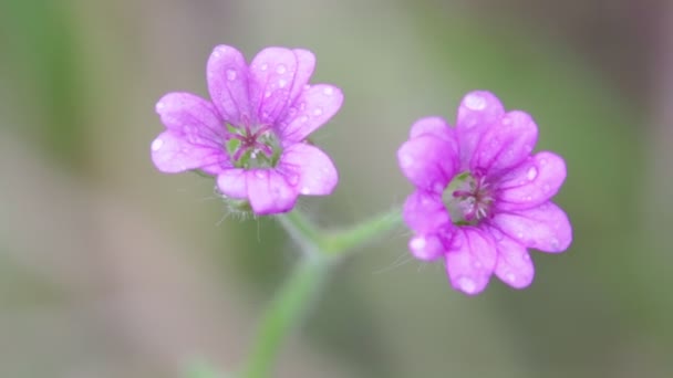 Фіолетові Польові Квіти Рухаються Вітром Саду — стокове відео